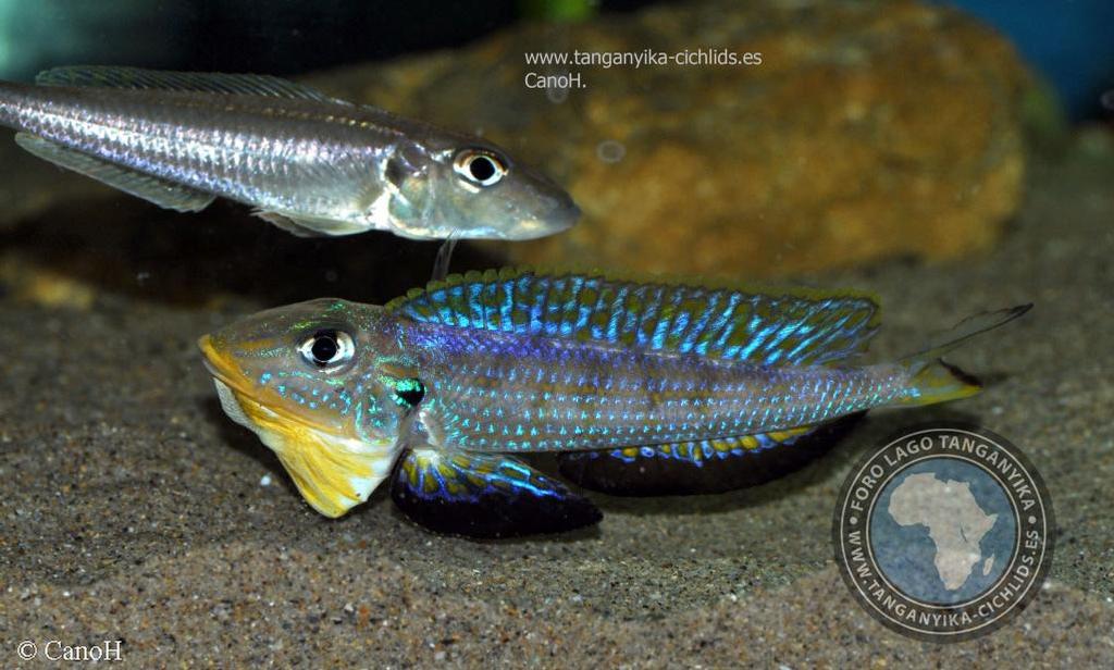 Xenotilapia sp. "kilesa"