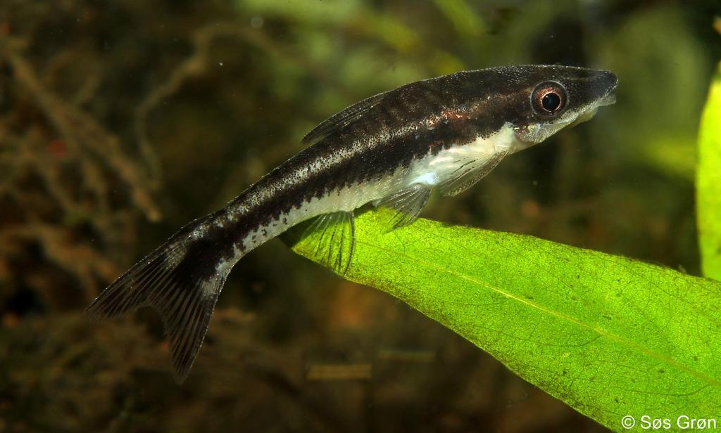 Otocinclus vittatus