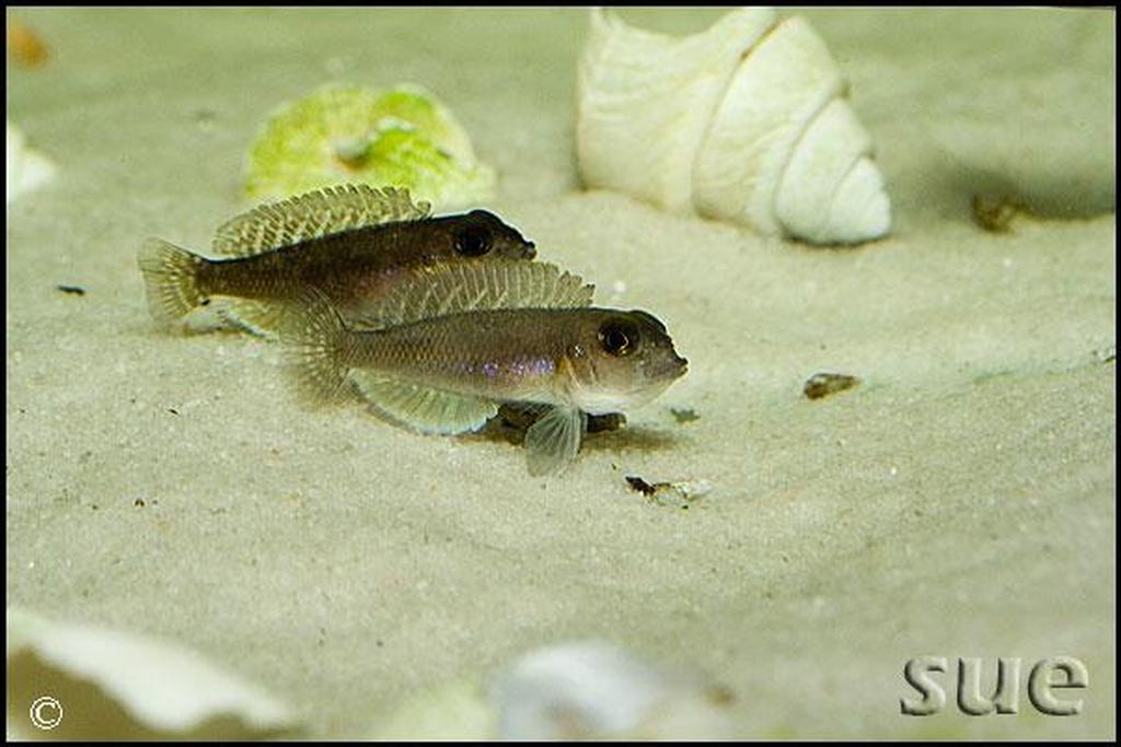 Lamprologus sp. "ornatipinnis zambia"