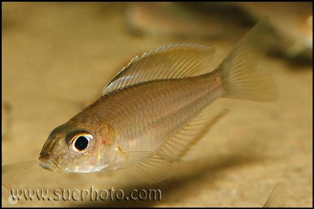 Trematocara marginatum