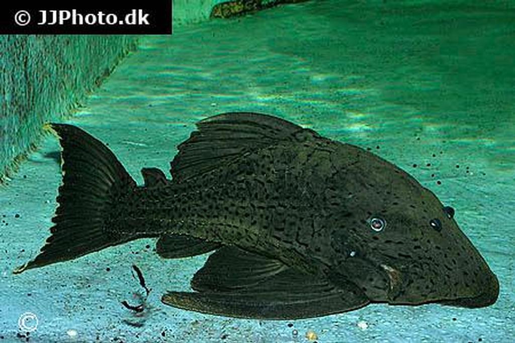 Panaque nigrolineatus L191.