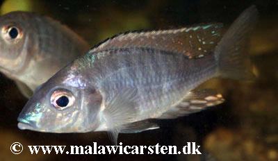 Aulonocara aquilonium