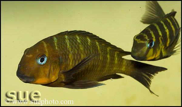 Tropheus sp. "mpimbwe"