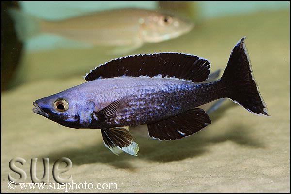 Cyprichromis sp. "leptosoma jumbo"