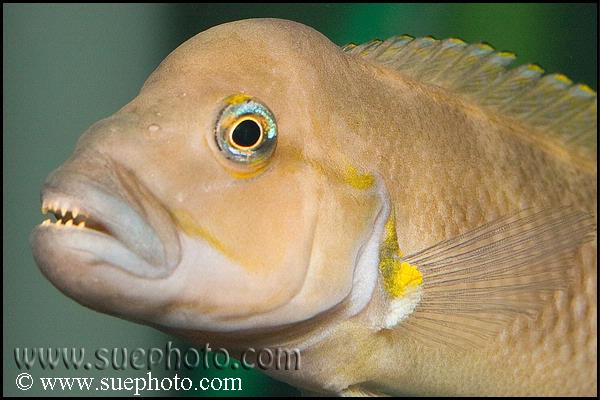 Telmatochromis burgeoni