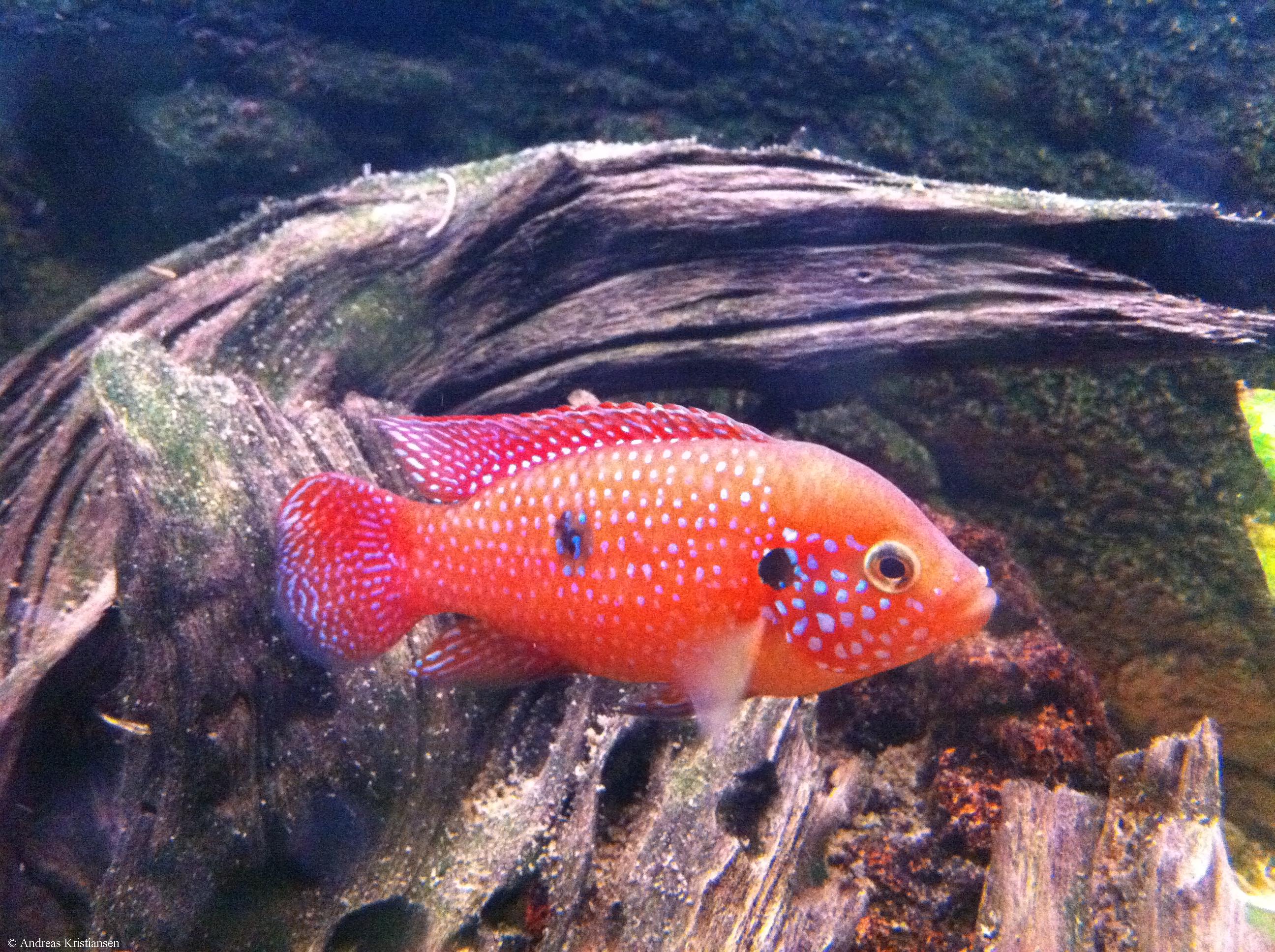 Hemichromis bimaculatus