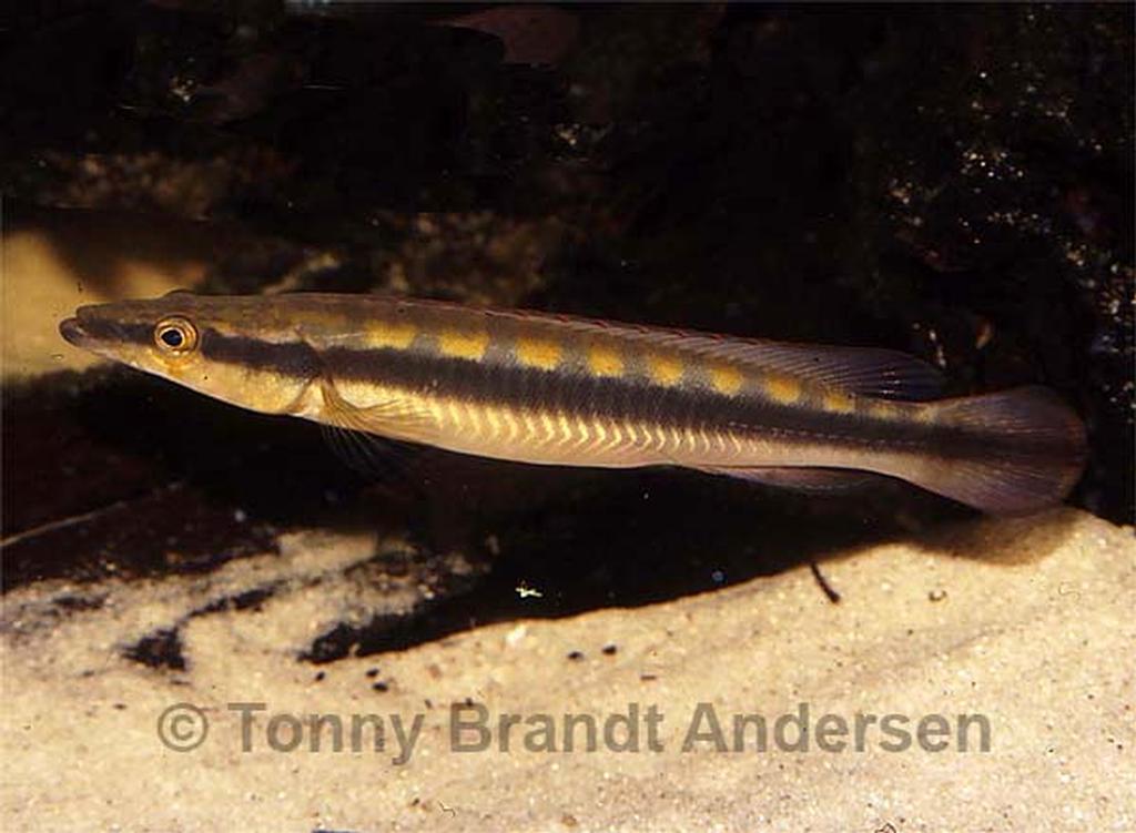 Crenicichla acutirostris