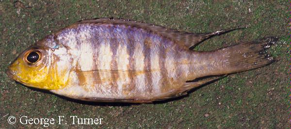 Aulonocara sp. "deep yellow"