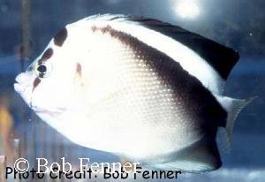 Apolemichthys griffisi