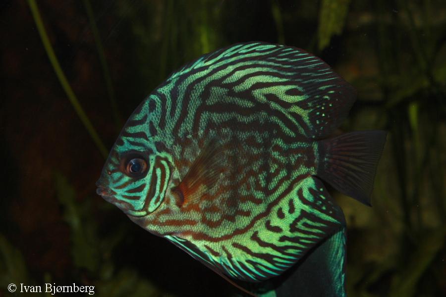 Symphysodon aequifasciatus haraldi