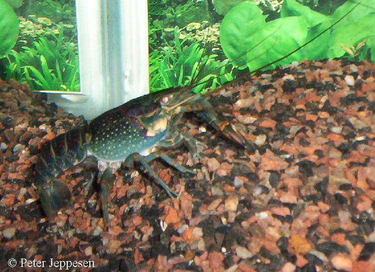 Cherax quadricarinatus