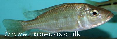 Hemitaeniochromis urotaenia