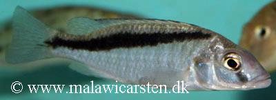 Mylochromis formosus