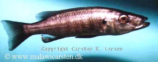 Rhamphochromis leptosoma