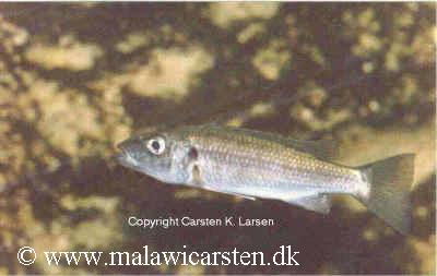 Rhamphochromis macrophthalmus