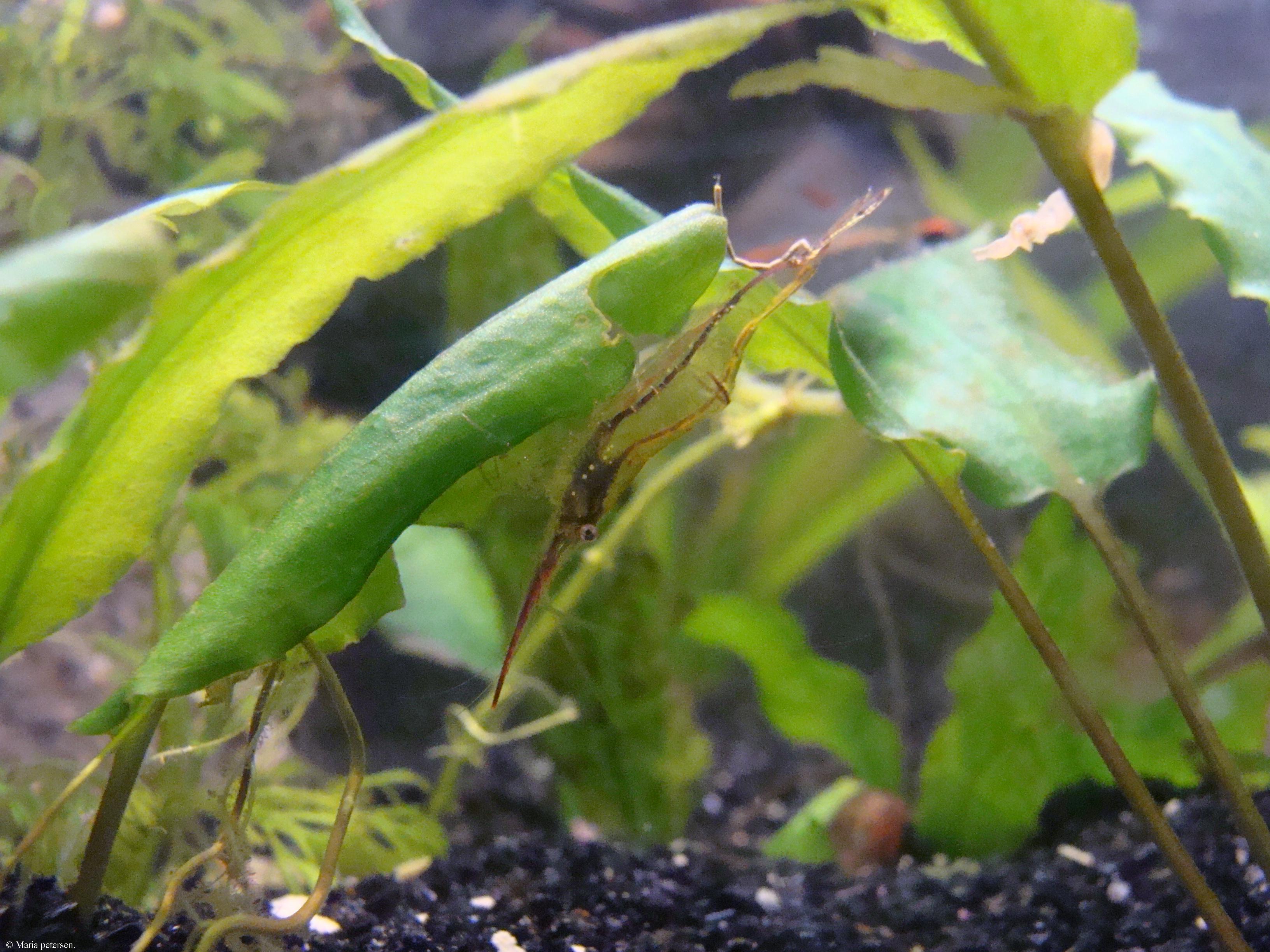Caridina gracilirostris
