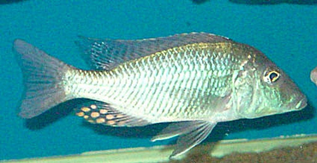Taeniolethrinops praeorbitalis