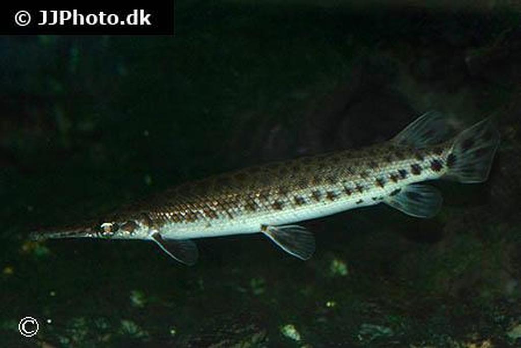 Lepisosteus platostomus