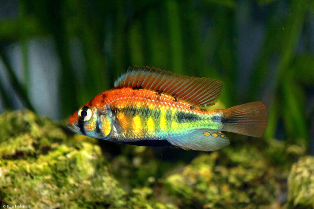 Haplochromis sp. "rainbow"