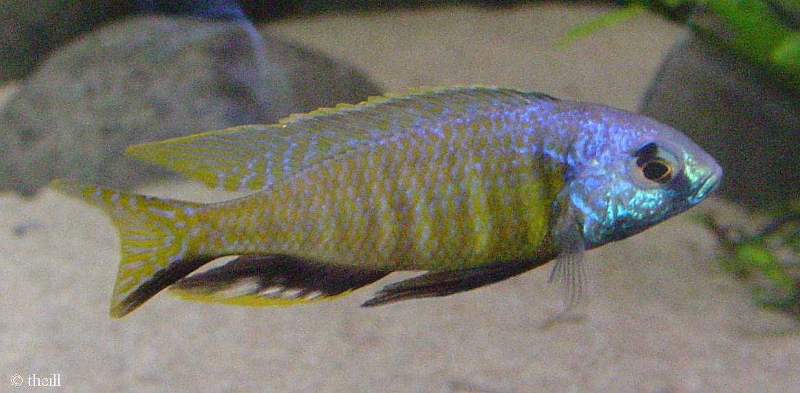 Nyassachromis purpurans