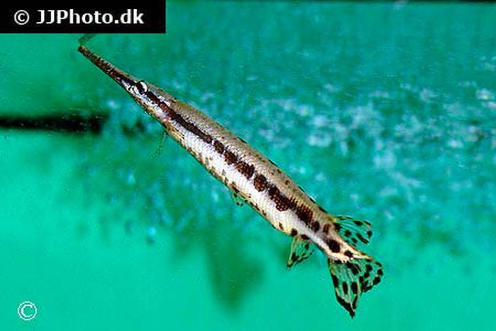 Lepisosteus platyrinchus