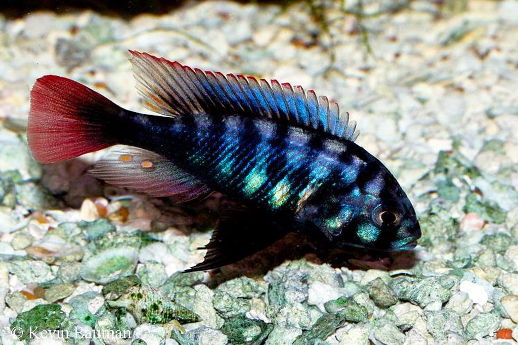 Neochromis rufocaudalis