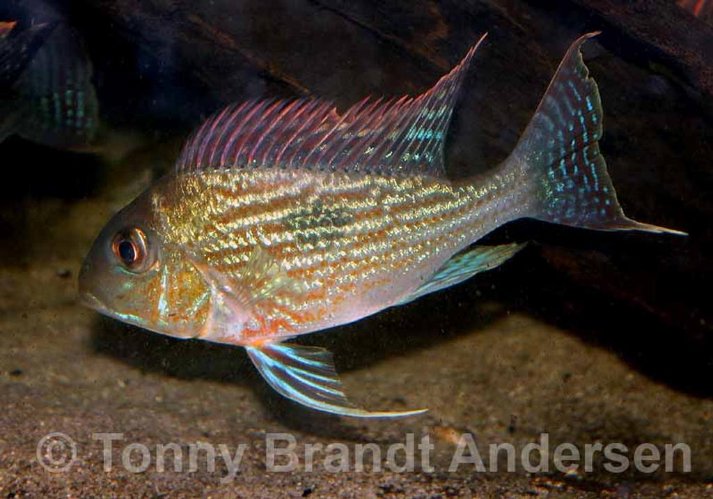 Geophagus sveni