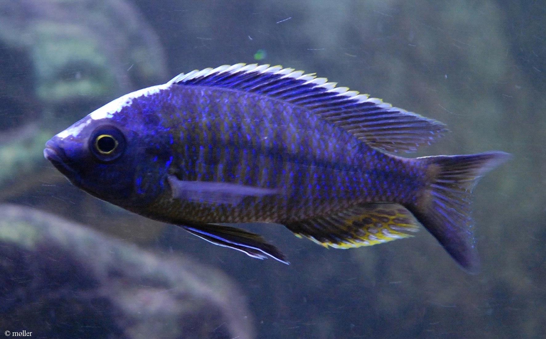 Nyassachromis boadzulu