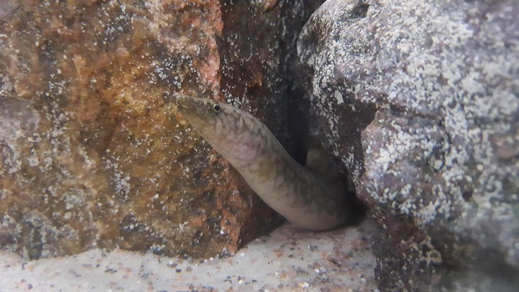 Mastacembelus sp. intermediate