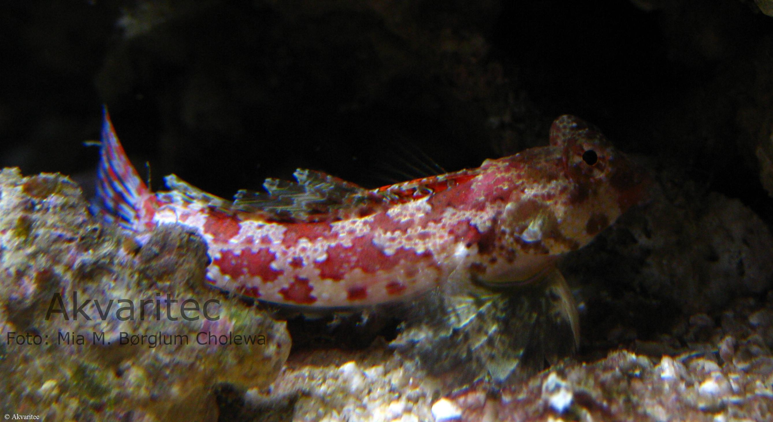 Synchiropus stellatus