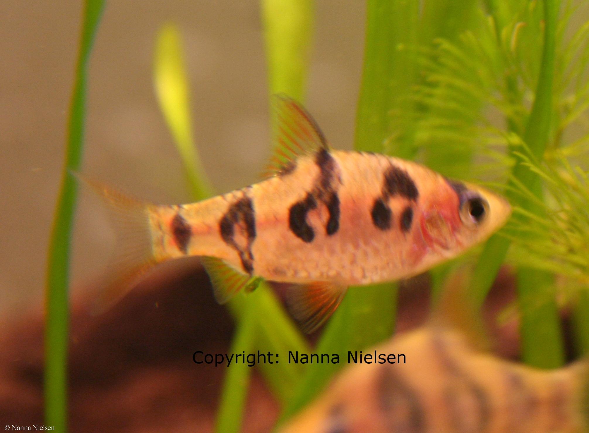 Puntius rhombocellatus