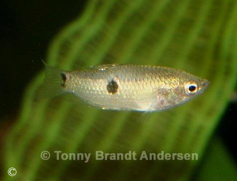 Parasphaerichthys ocellatus