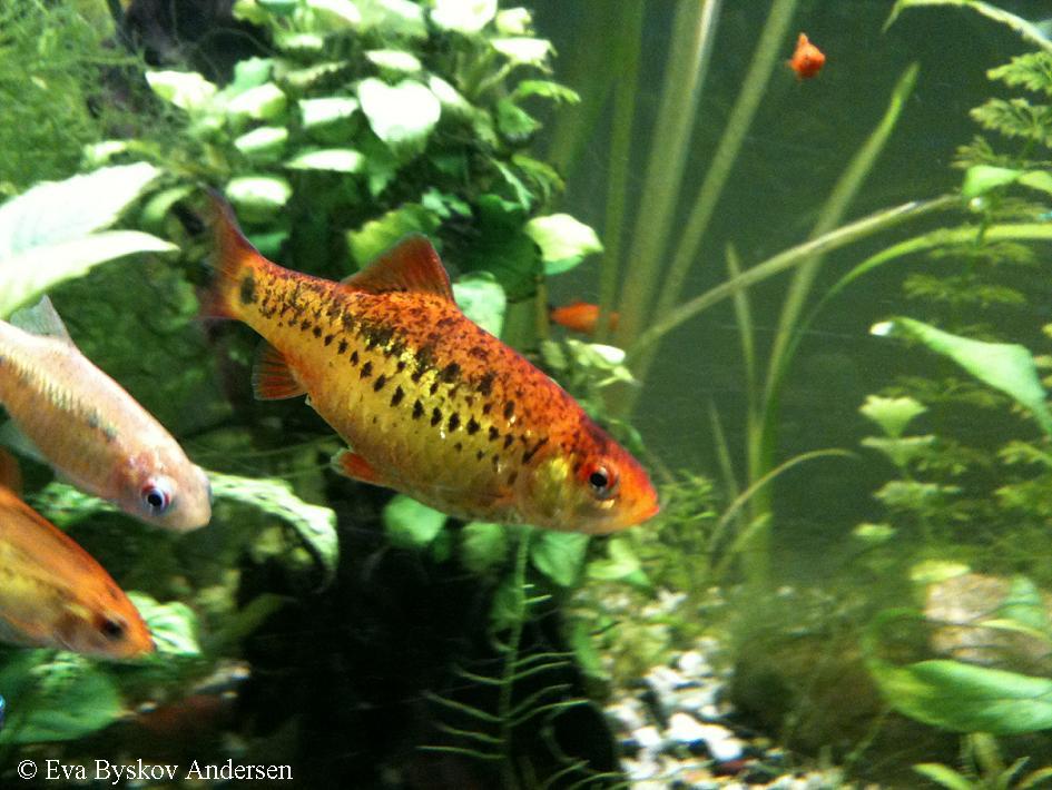 Puntius  semifasciolatus var. schuberti