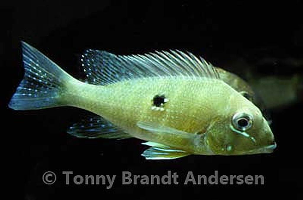 Geophagus argyrostictus