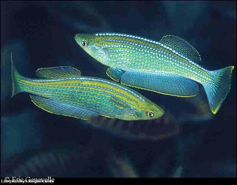 Lamprichthys tanganicanus