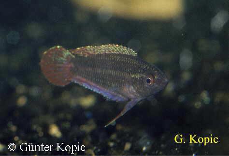 Parosphromenus paludicola