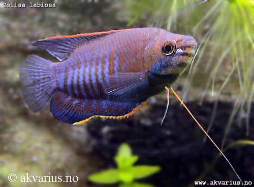 Trichogaster labiosa
