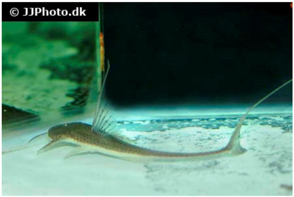 Pseudohemiodon lamina