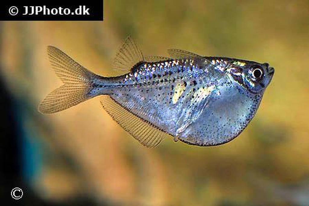 Gasteropelecus maculatus