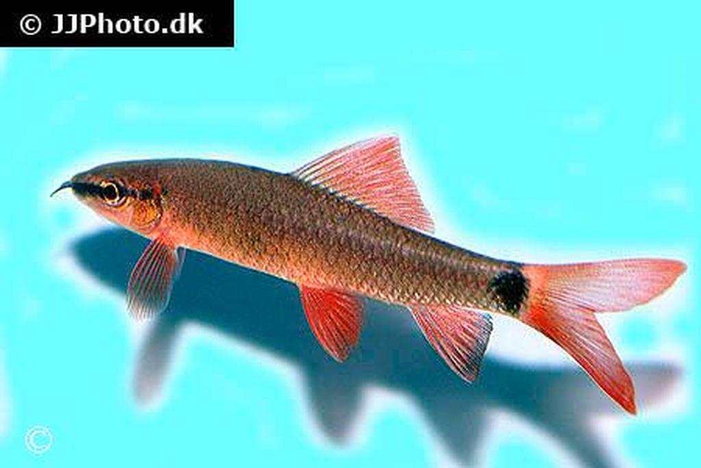 Epalzeorhynchos frenatum