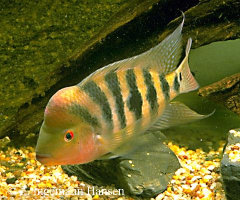 Amphilophus hogaboomorum