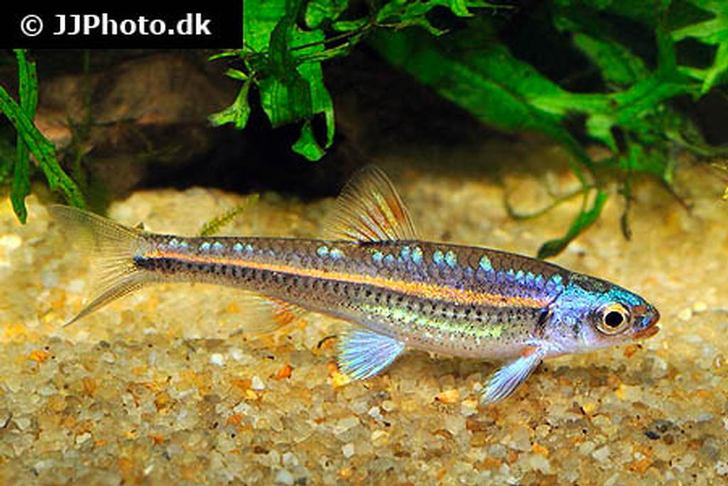 Notropis chrosomus