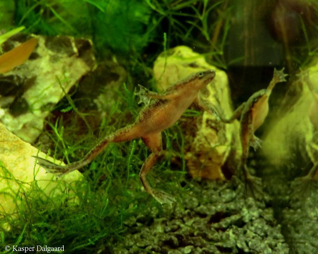 Hymenochirus boettgeri