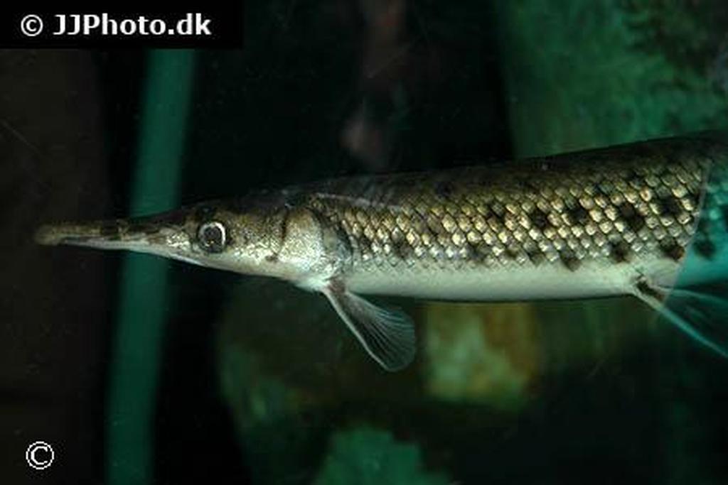 Lepisosteus oculatus