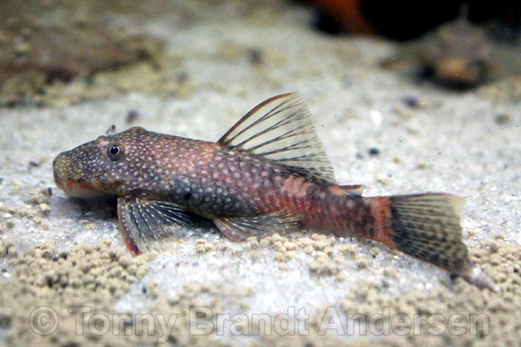 Ancistrus sp. LDA016