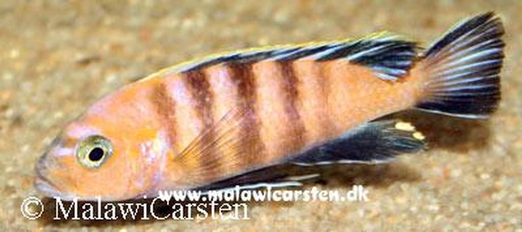 Cynotilapia sp. " afra lion"