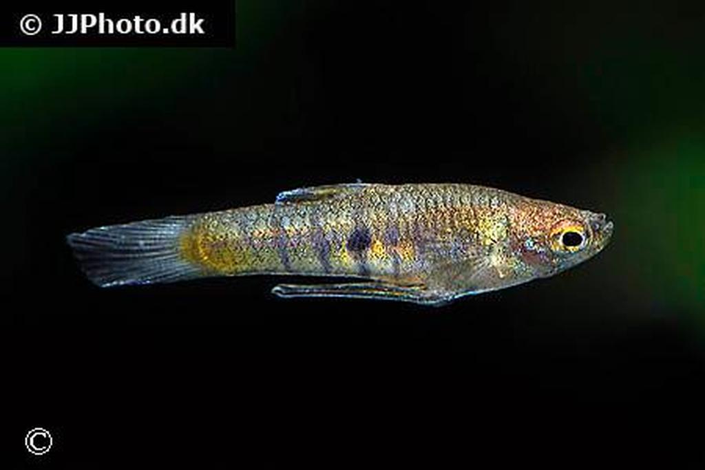 Neoheterandria elegans