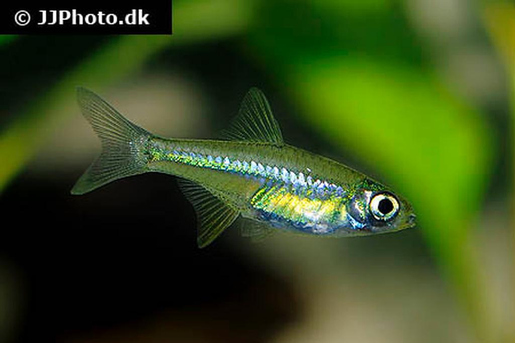 Microdevario kubotai