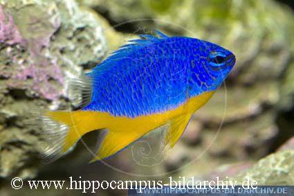 Chrysiptera hemicyanea