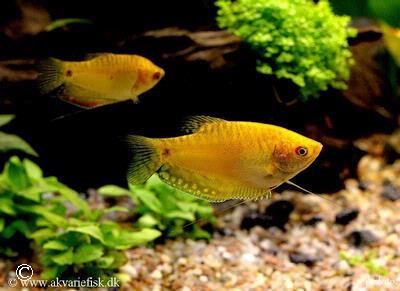 Trichogaster trichopterus